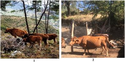 An Overview of Current Approaches and Challenges to the Control of Endemic Infectious Cattle Diseases in Albania